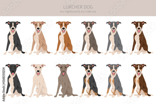 Lurcher mix clipart. Sighthound Collie mix. All possible coat colors, breed information, adults and puppies.  Vector illustration