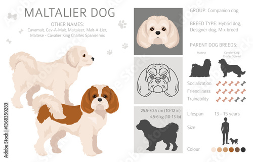 Maltalier, Cavamalt clipart. Maltese _ Cavalier king Charles Spaniel mix. Different coat colors set.  Vector illustration