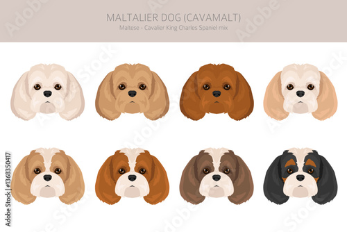 Maltalier, Cavamalt clipart. Maltese _ Cavalier king Charles Spaniel mix. Different coat colors set.  Vector illustration