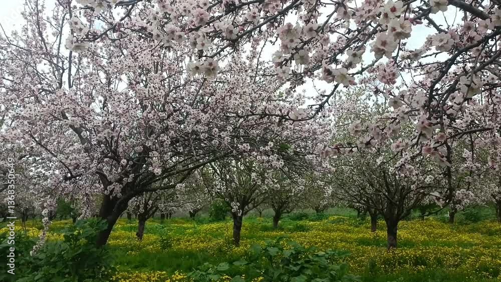 Long alley of almond trees blossom on an almonds plantation Long alley of almond trees blossom on an almonds plantation