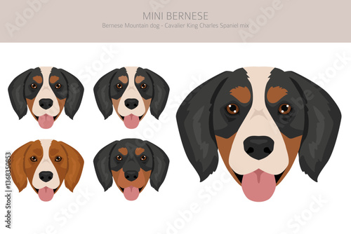 Mini Bernese clipart. Bernese Mountain dog - Cavalier King Charles Spaniel mix. Different coat colors set.  Vector illustration