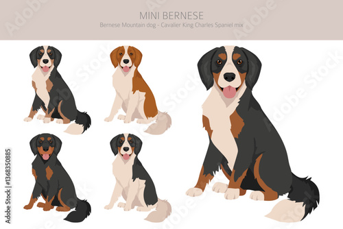 Mini Bernese clipart. Bernese Mountain dog - Cavalier King Charles Spaniel mix. Different coat colors set.  Vector illustration