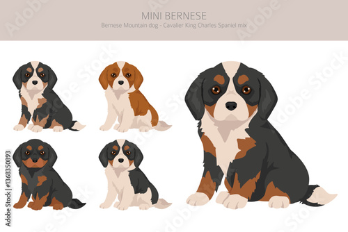 Mini Bernese clipart. Bernese Mountain dog - Cavalier King Charles Spaniel mix. Different coat colors set.  Vector illustration