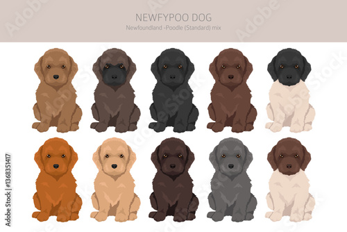 Newfypoo clipart. Newfoundland - Standard Poodle mix. All possible coat colors, breed information, adults and puppies.  Vector illustration