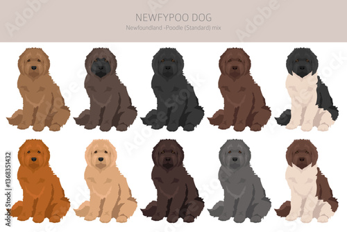 Newfypoo clipart. Newfoundland - Standard Poodle mix. All possible coat colors, breed information, adults and puppies.  Vector illustration