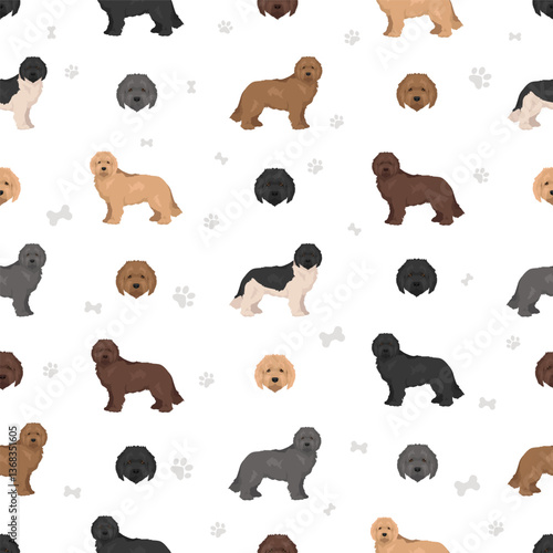 Newfypoo clipart. Newfoundland - Standard Poodle mix. All possible coat colors, breed information, adults and puppies.  Vector illustration