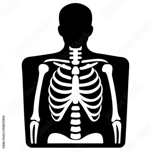 3d rendered illustration of a skeleton