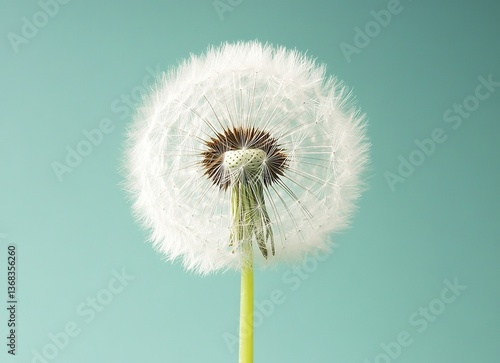 Wallpaper Mural Beautiful dandelion close-up on a green and blue background, macro photography, blurred background, copy space for text, pastel colors, minimalism, high resolution, stock photo. Torontodigital.ca