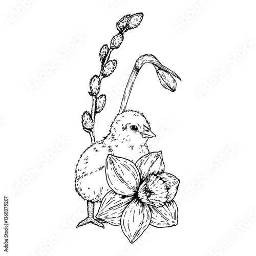 Vector illustration of a cute Easter chick with a narcissus flower and a pussy willow branch. Hand drawn black and white ink artwork, ideal for spring greeting cards, prints, and seasonal decorations.