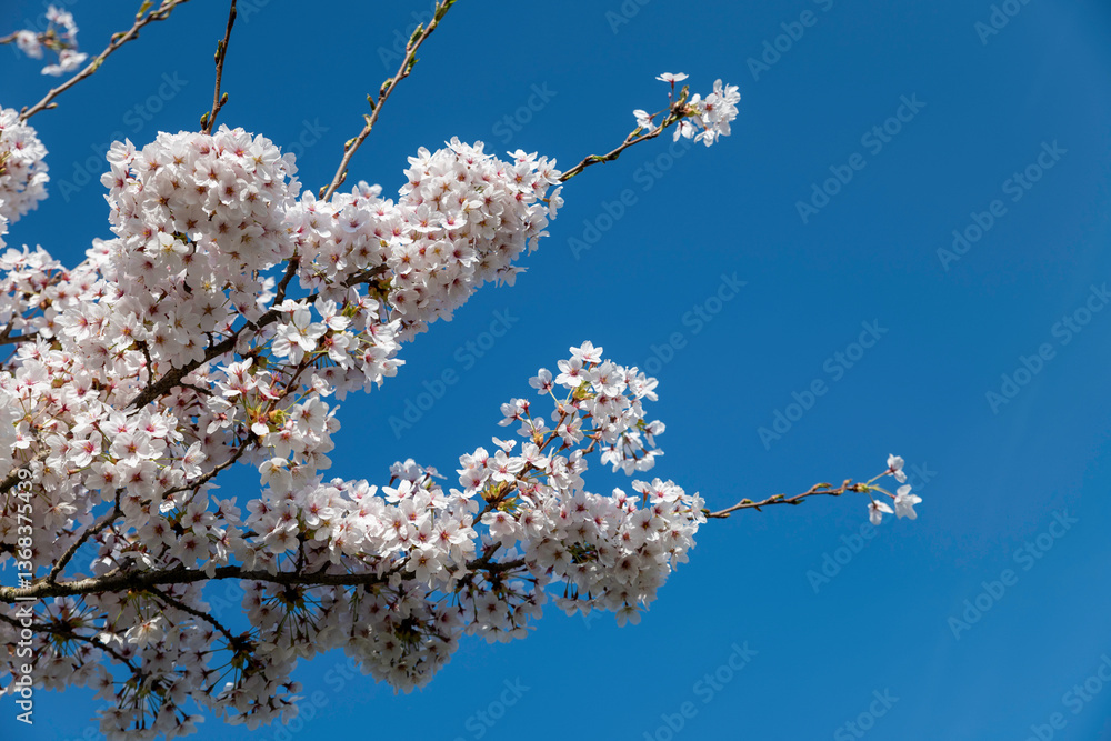 natural background of Blooming Cherry Blossom Branches Against a Clear Blue Sky in Spring