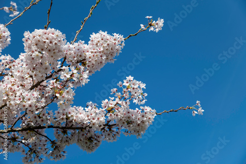 Obraz na płótnie natural background of Blooming Cherry Blossom Branches Against a Clear Blue Sky in Spring w salonie