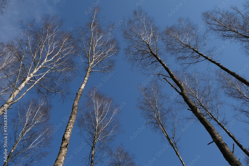 Birch trees without leaves against the blue sky