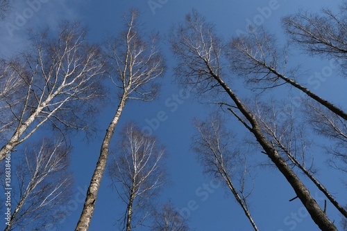 Obraz na płótnie Birch trees without leaves against the blue sky w salonie