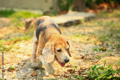 Quadro em tela Old Beagle, Skin Disease in Dogs, Scabies in Dogs