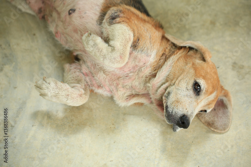 Quadro em tela Old Beagle, Skin Disease in Dogs, Scabies in Dogs