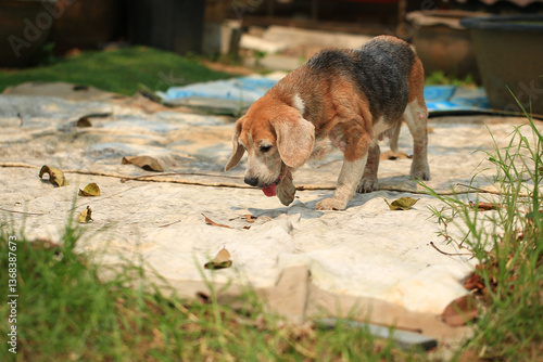 Quadro em tela Old Beagle, Skin Disease in Dogs, Scabies in Dogs