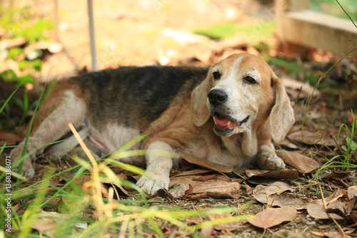 Fotografia Old Beagle, Skin Disease in Dogs, Scabies in Dogs