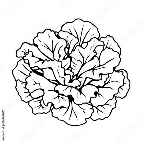 Elegant Illustration Of A Pale Green Cabbage Head