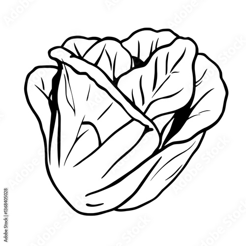 Fresh Green Napa Cabbage Illustration Healthy Vegetable