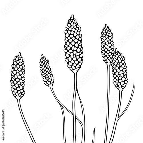 Vibrant Red Flower Spikes Botanical Illustration
