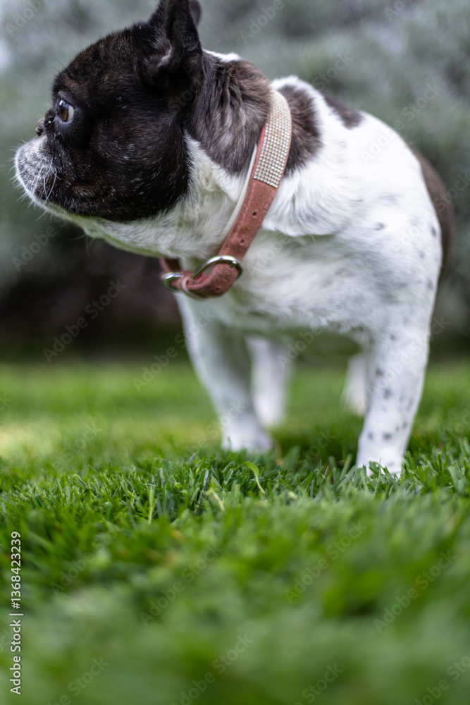 Fototapeta premium French Bulldog Standing in a Lush Green Garden During Sunset