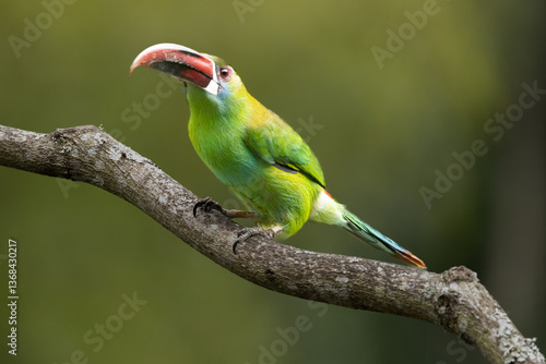 Aulacorhynchus haematopygus