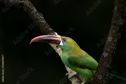 Aulacorhynchus haematopygus