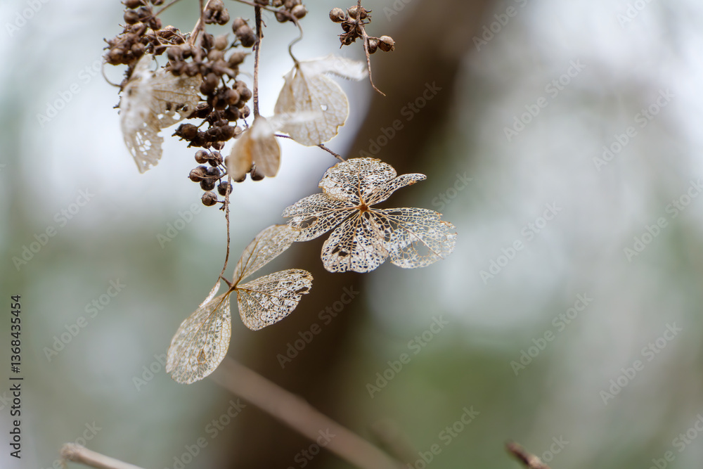 透けるような枯れたアジサイの花びら