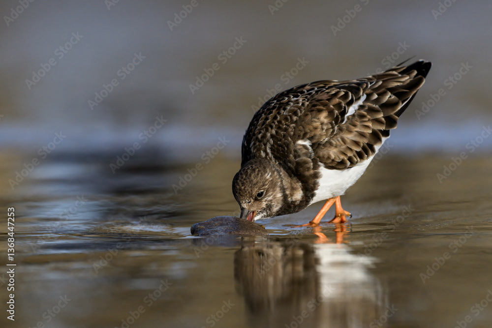 Turnstone searching for food on a wet Sandy beach Turnstone searching for food on a wet Sandy beach