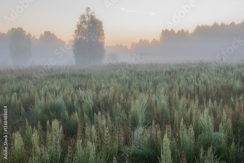 Wallpaper Mural morning mist over the field Torontodigital.ca