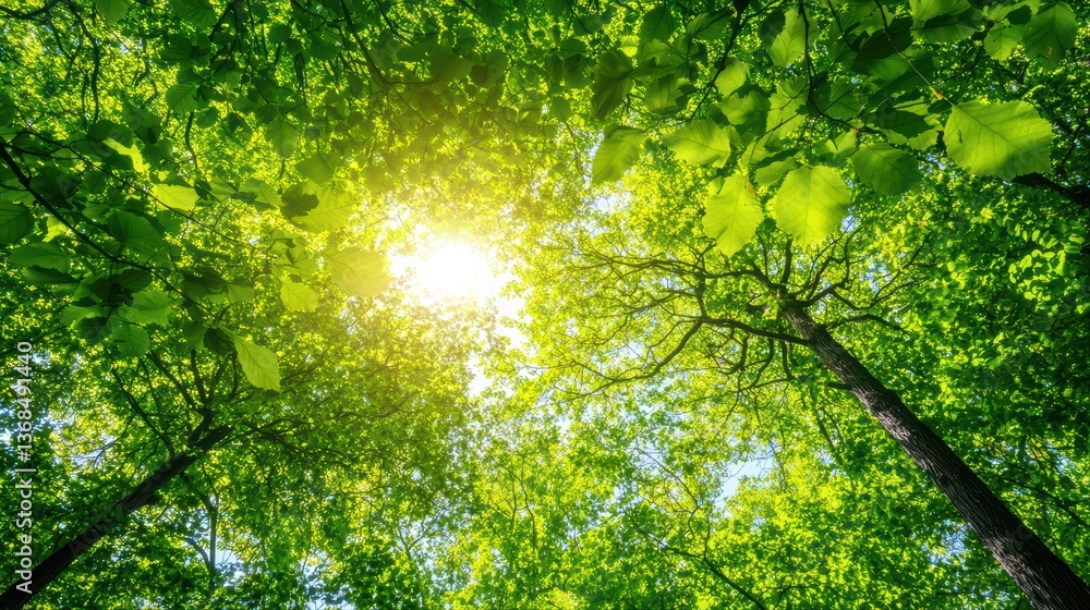 Fototapeta premium Sunlight streaming through green forest canopy