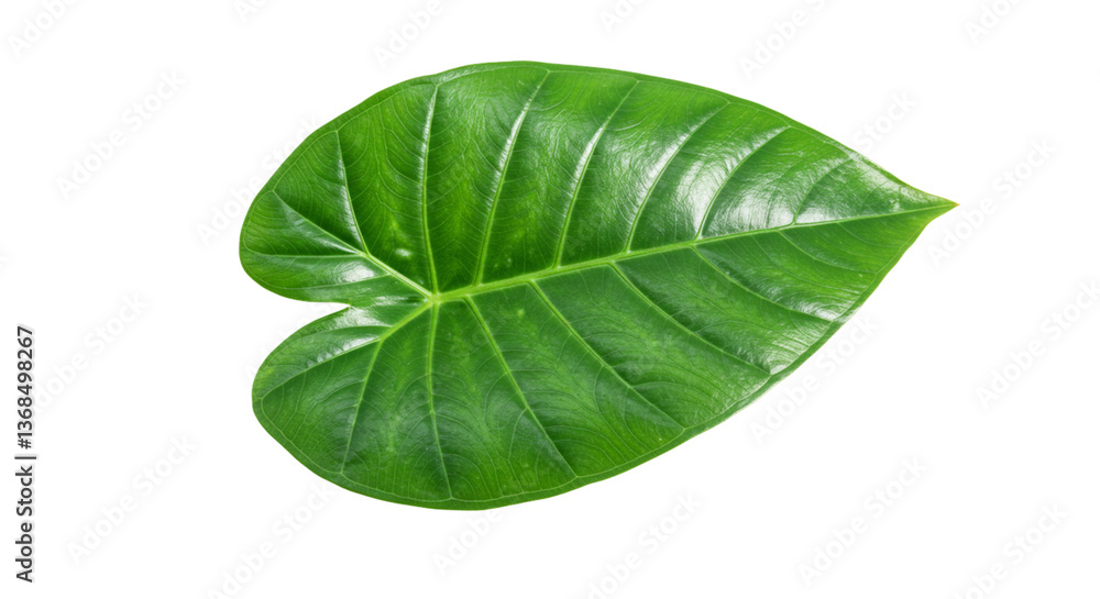 Obraz premium Green leaf closeup macro image