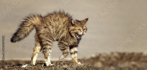 Принти на полотні A very unhappy cat arches its back and hisses. Angry cat
