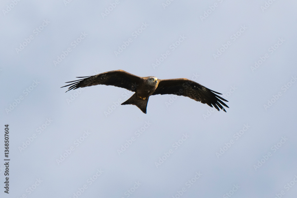 Fototapeta premium Milan noir, .Milvus migrans, Black Kite