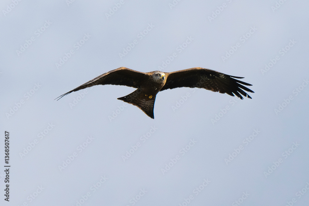 Fototapeta premium Milan noir, .Milvus migrans, Black Kite