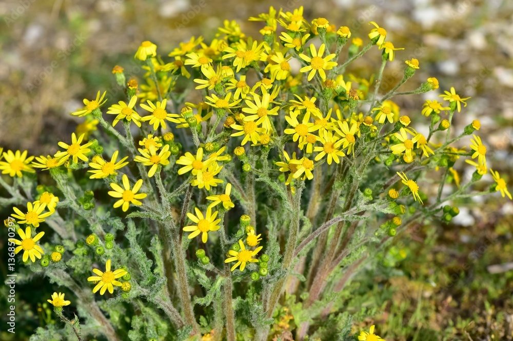 Obraz premium Images of wild plants and flowers. Photos of plants with yellow flowers.
