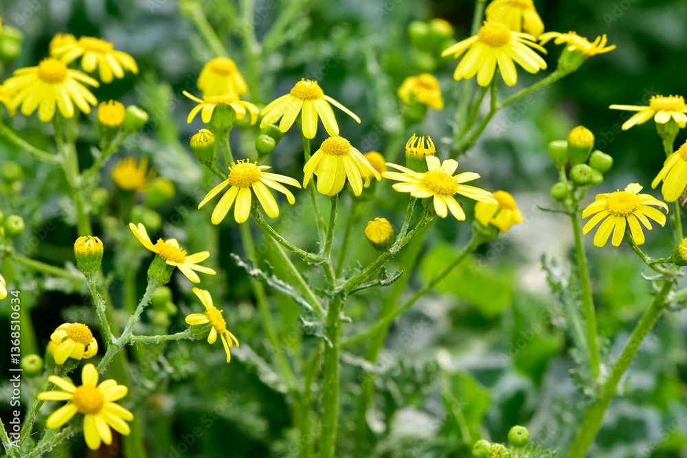 Obraz premium Images of wild plants and flowers. Photos of plants with yellow flowers.