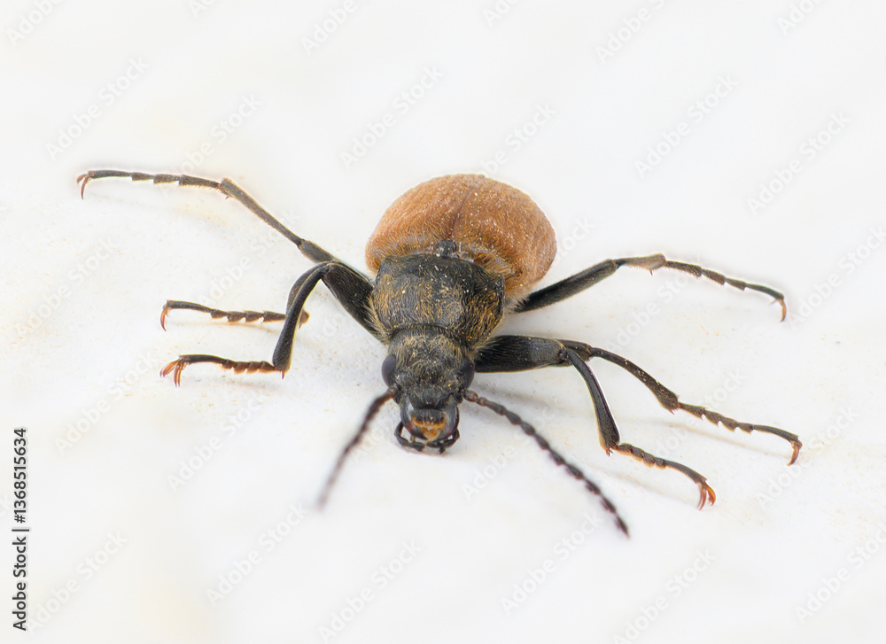 Close encounter with a detailed insect highlighting its unique features in a natural setting during daylight hours Close encounter with a detailed insect highlighting its unique features in a natural setting during daylight hours