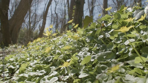 Yellow Lesser Celandine flowers in the sun on a bright, spring day.
