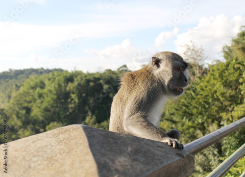 Photography The little monkey sits on the bridge railing and grins near the Japanese Tunnel, Bukittinggi, Indonesia