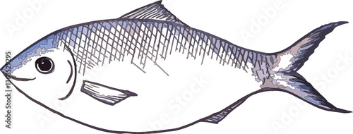 a Hilsa fish drawing easy