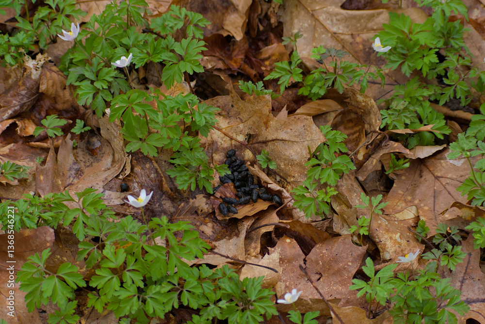 Deer droppings rest naturally on scattered forest leaves, a subtle reminder of wildlife presence and the untouched beauty of nature’s ecosystem in a serene woodland setting. Deer droppings rest naturally on scattered forest leaves, a subtle reminder of wildlife presence and the untouched beauty of nature’s ecosystem in a serene woodland setting.