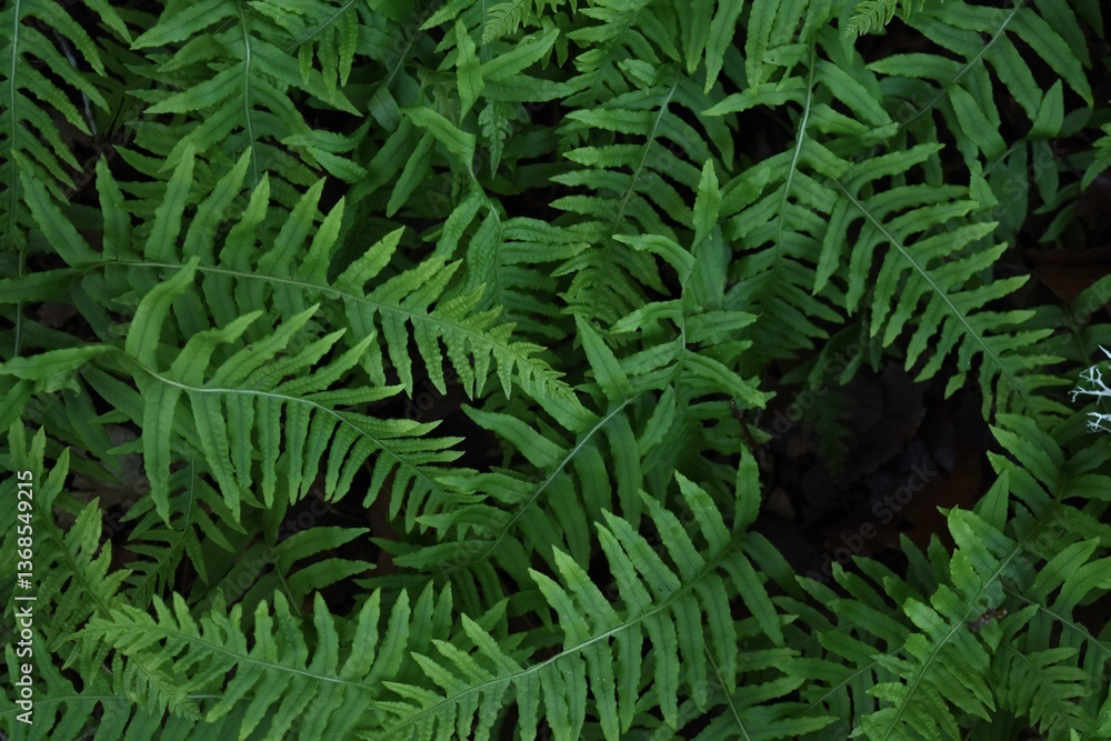 Fototapeta premiumLush Green Fern Leaves Texture