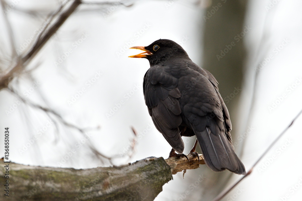 Fototapeta premium Eurasian blackbird aka the common blackbird or turdus merula perched on the tree branch. 