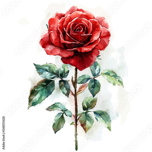 A watercolor vector of a rosa, isolated on a white background. rosa vector

