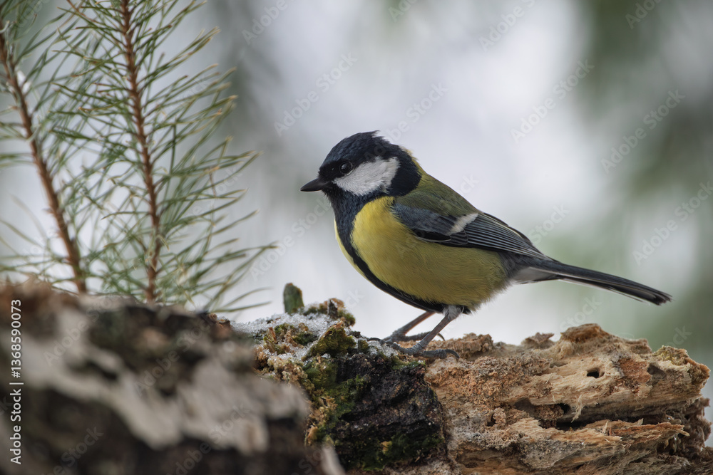 Fototapeta premium A great tit searching for food among the rotten stumps
