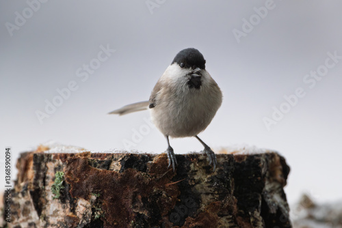 Blackcap with a seed on a birch stump