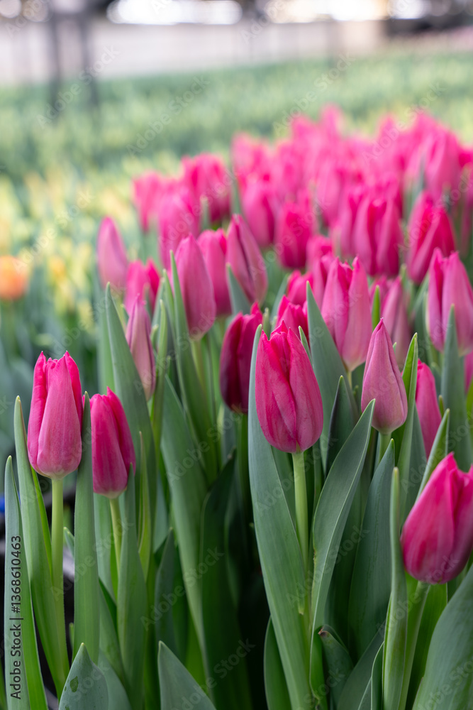 Fototapeta premium Growing tulips in a greenhouse using hydroponics