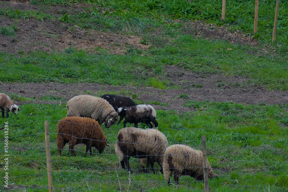 A picturesque scene of a grazing sheep herd spread across a lush green pasture, exuding tranquility and the timeless charm of countryside life—perfect for embracing rural serenity. A picturesque scene of a grazing sheep herd spread across a lush green pasture, exuding tranquility and the timeless charm of countryside life—perfect for embracing rural serenity.