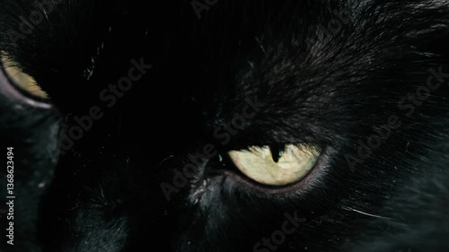 eyes of the cat